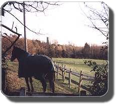 Horse in Brent Knoll